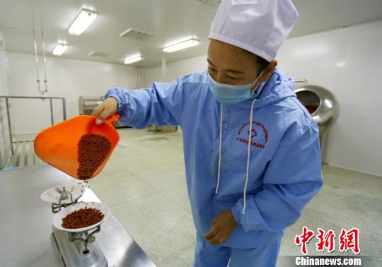 甘肃省夏河县藏医院藏药制剂室工作人员正在称量药品。　高展 摄