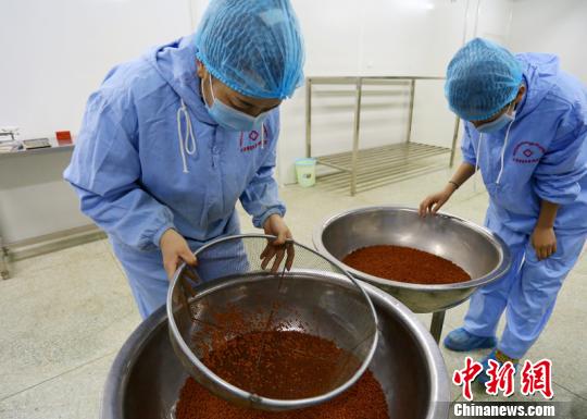 甘肃省夏河县藏医院藏药制剂室工作人员正在筛选合格药品。　高展 摄